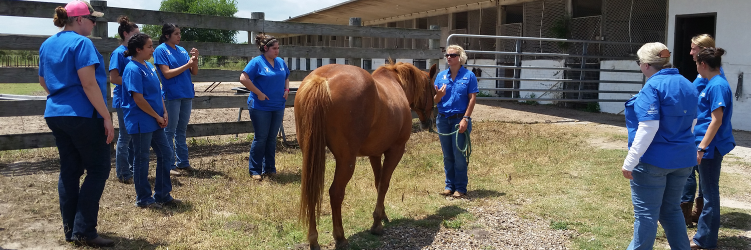 VETT students working with a horse.